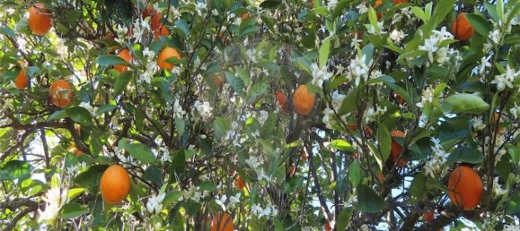 1 غرف نوم منزل في Penamacor, Portugal رقم 89487 32