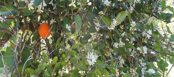 1 غرف نوم منزل في Penamacor, Portugal رقم 89487 31