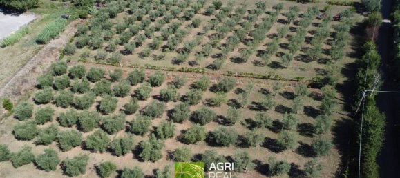 19790m² Land in Sermoneta, Italy No. 287467 7