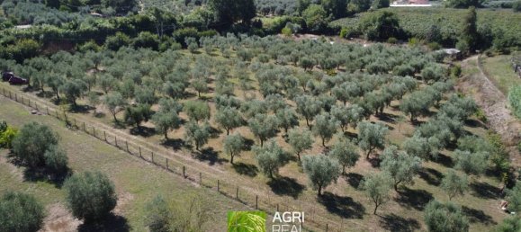 19790m² Land in Sermoneta, Italy No. 287467 8
