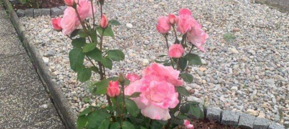 7غرفة منزل في Grosswarasdorf, Austria رقم 201896 17