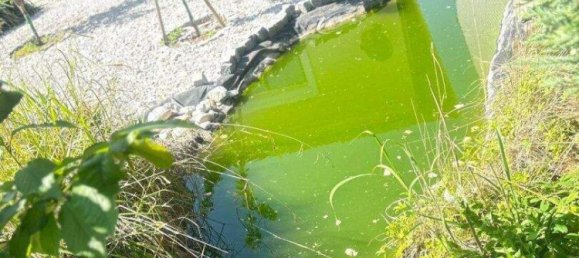 7غرفة منزل في Grosswarasdorf, Austria رقم 201896 16