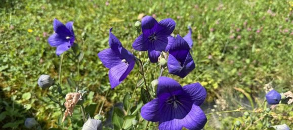 Земельный участок в Пенцинг, Австрия № 195033 11