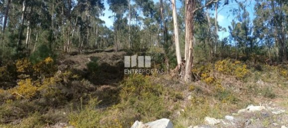 12500m² Land in Penafiel, Portugal No. 63929 5