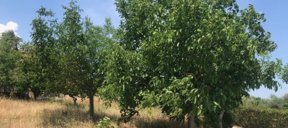 4 rooms House in Moscufo, Italy No. 180645 57