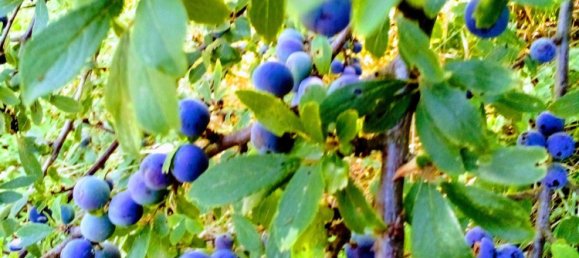 3-Zimmer Haus in Tortorici, Italy, Nr. 255612 23