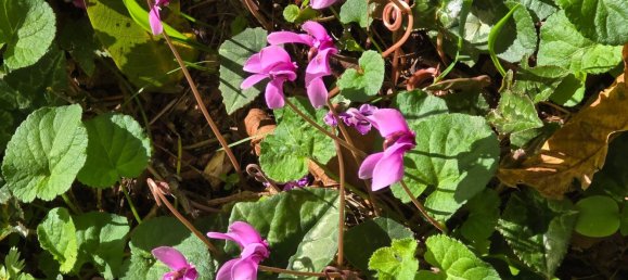 3-Zimmer Haus in Tortorici, Italy, Nr. 255612 13