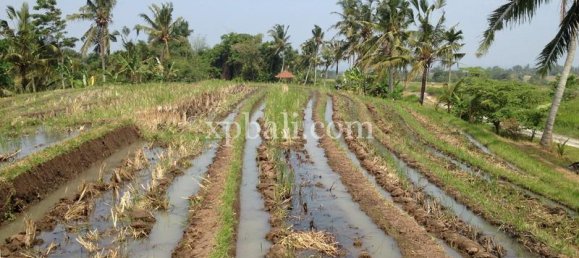 Terreno en Tabanan, Indonesia 7715 m² No. 3893 3