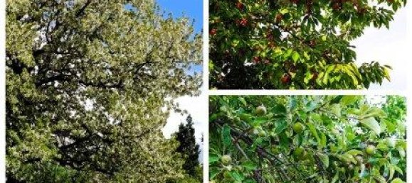 Casa de 5 divisões em Rechnitz, Austria N.º 168786 13