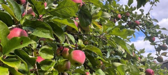 2-Zimmer Wohnung in Schleswig-Flensburg, Germany, Nr. 333299 19