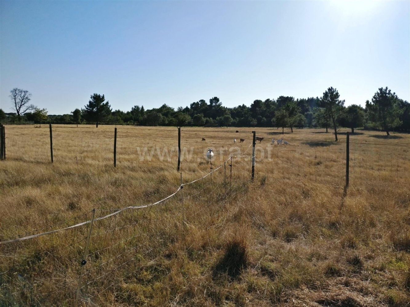 4 Schlafzimmer Haus in Cantanhede, Portugal, Nr. 143478
