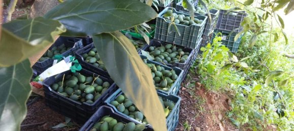 قطعة أرض في Monda, Spain 31000متر مربع رقم 157285 30