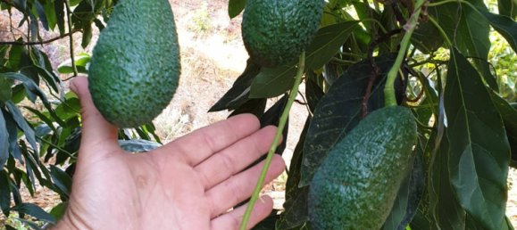 قطعة أرض في Monda, Spain 31000متر مربع رقم 157285 27