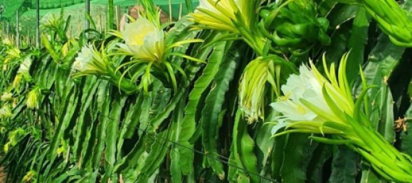 قطعة أرض في Monda, Spain 31000متر مربع رقم 157285 11