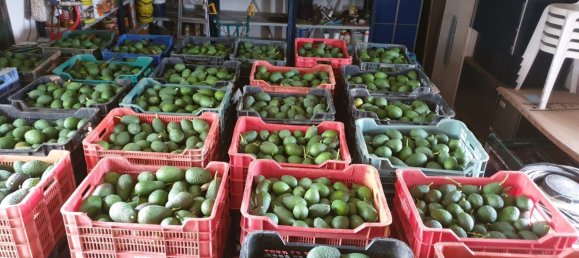 قطعة أرض في Monda, Spain 31000متر مربع رقم 157285 28