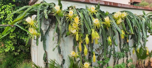 قطعة أرض في Monda, Spain 31000متر مربع رقم 157285 10