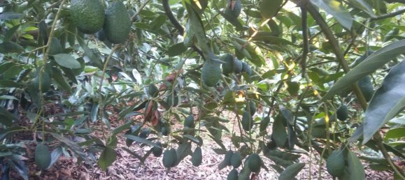 قطعة أرض في Monda, Spain 31000متر مربع رقم 157285 29