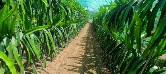 قطعة أرض في Monda, Spain 31000متر مربع رقم 157285 34