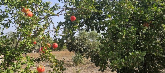 5 bedrooms House in Sannicola, Italy No. 323634 44