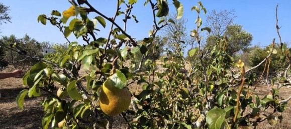 5 bedrooms House in Sannicola, Italy No. 323634 33