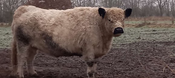 6-salle Maison à Schleswig-Holstein, Germany No. 107483 20