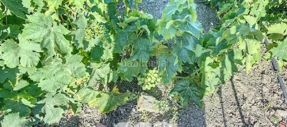 1 bedroom House in Benamargosa, Spain No. 36888 24