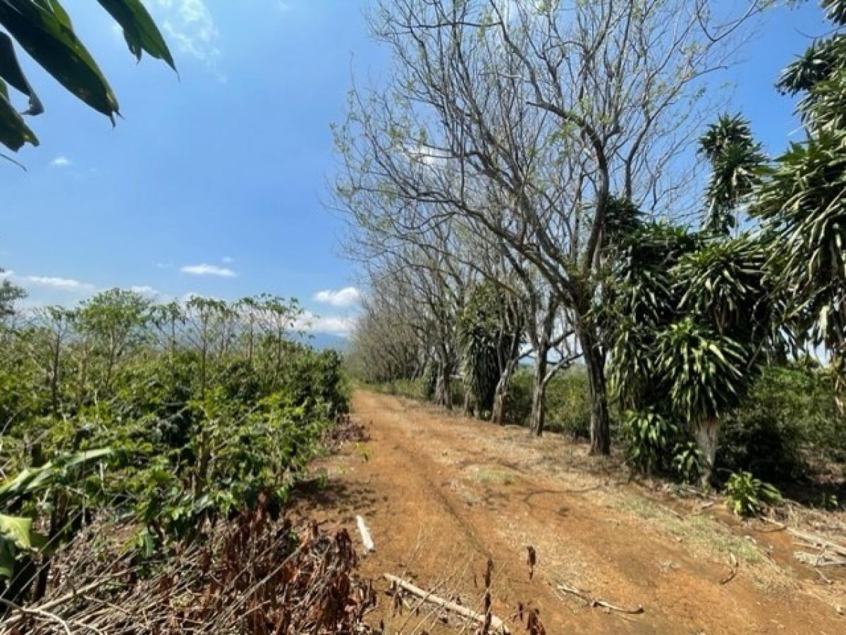 terreno en venta en Alajuela, Costa Rica № 1769