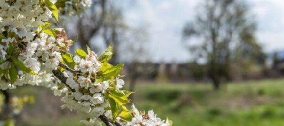 Grundstück in Klosterneuburg, Austria, Nr. 132059 6
