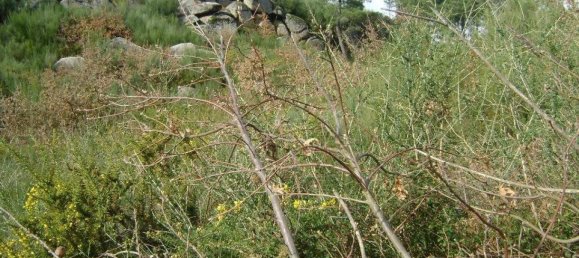 Terreno em Marco de Canaveses, Portugal N.º 56166 3