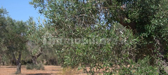 Земельный участок 13000м² в Мандурия, Италия № 302198 3