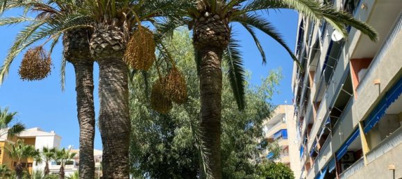 3 chambres Appartement à Torrevieja, Spain No. 156852 25