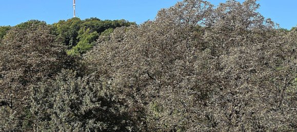 Квартира с 1 спальней в Бонн, Германия № 316414 2