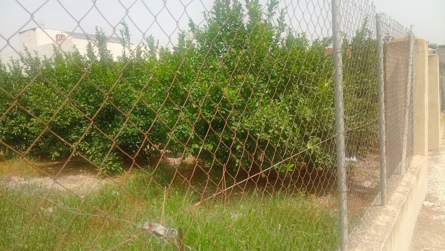  Land in Torremendo, Spain No. 202315