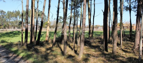 4000m² Land in Torreira, Portugal No. 25451 8