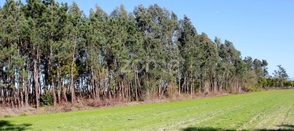 4000m² Land in Torreira, Portugal No. 25451 4