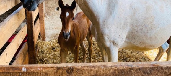 13-Zimmer Haus in Rheinland-Pfalz, Germany, Nr. 139732 8