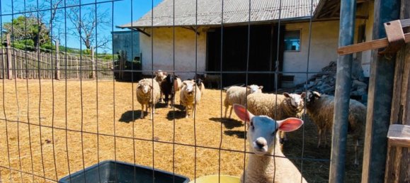 13-Zimmer Haus in Rheinland-Pfalz, Germany, Nr. 139732 9