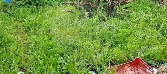 3 bedrooms House in Santo Varao, Portugal No. 167668 22