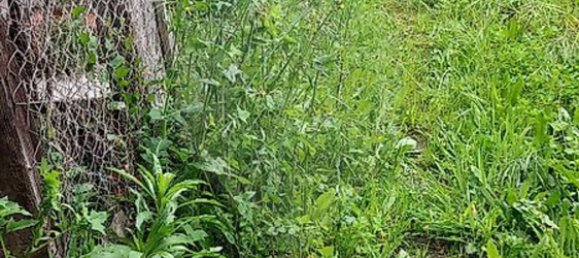 3 bedrooms House in Santo Varao, Portugal No. 167668 23