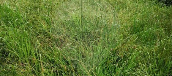 3 bedrooms House in Santo Varao, Portugal No. 167668 25