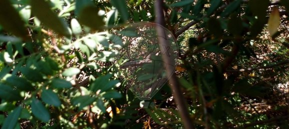 Grundstück in Loule, Portugal 259m², Nr. 41069 3