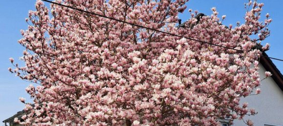 Adosado de 4 dormitorios en Havelland, Germany No. 218358 3