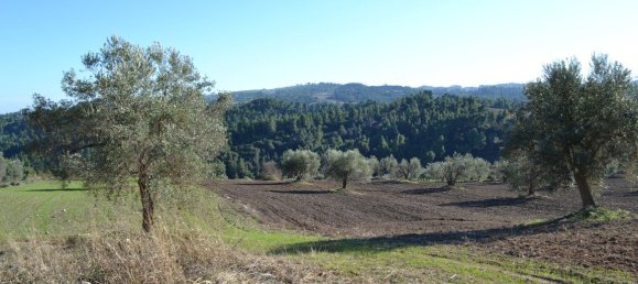 11738m² Hotel in Chalkidiki, Greece No. 5955 3