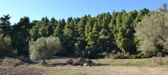 11738m² Hotel in Chalkidiki, Greece No. 5955 6