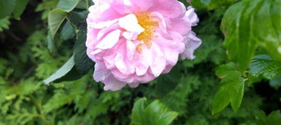  Land in Mahlsdorf, Germany No. 243306 6