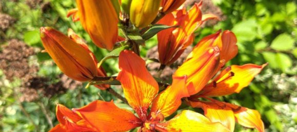  Land in Mahlsdorf, Germany No. 243306 4