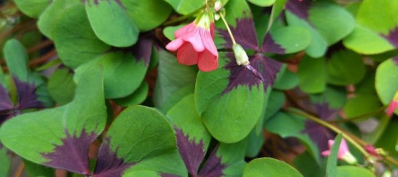  Land in Mahlsdorf, Germany No. 243306 2