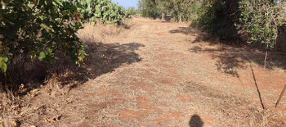 Grundstück in Corigliano d'Otranto, Italy 13700m², Nr. 293524 5