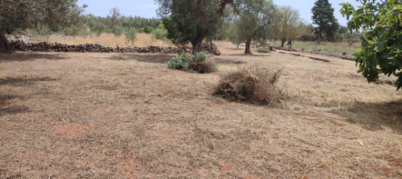 Grundstück in Corigliano d'Otranto, Italy 13700m², Nr. 293524 3