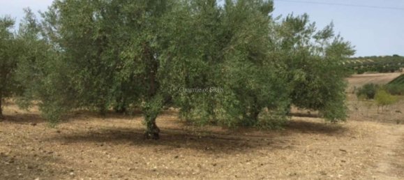 2-Zimmer Haus in Noto, Italy, Nr. 234861 23